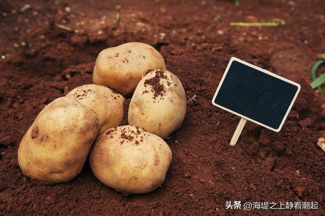 最新土豆种植技术