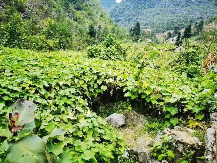 八月瓜种植技术