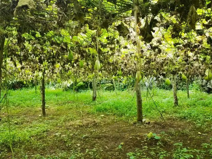 八月瓜种植技术