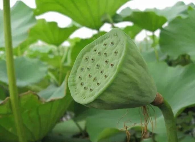 莲蓬子多少钱一斤