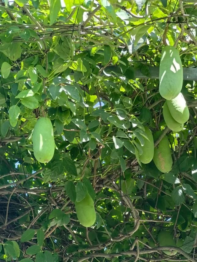 八月瓜种植技术