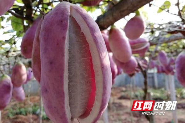 八月瓜种植技术