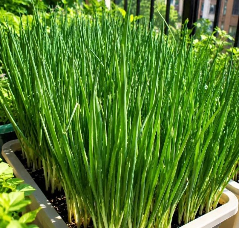 四季小香葱的种植方法