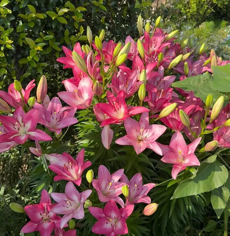 食用百合的种植方法