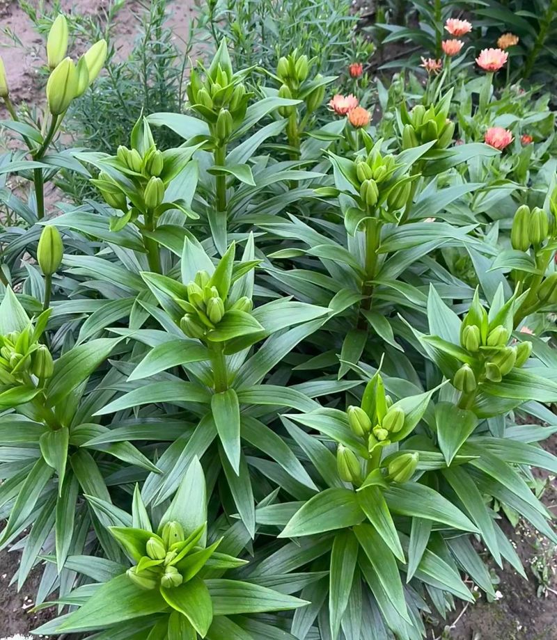 食用百合的种植方法