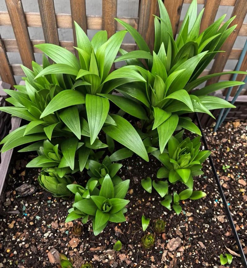 食用百合的种植方法