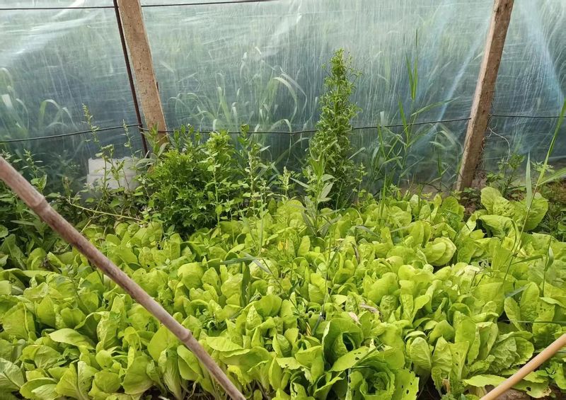 四季小香葱的种植方法
