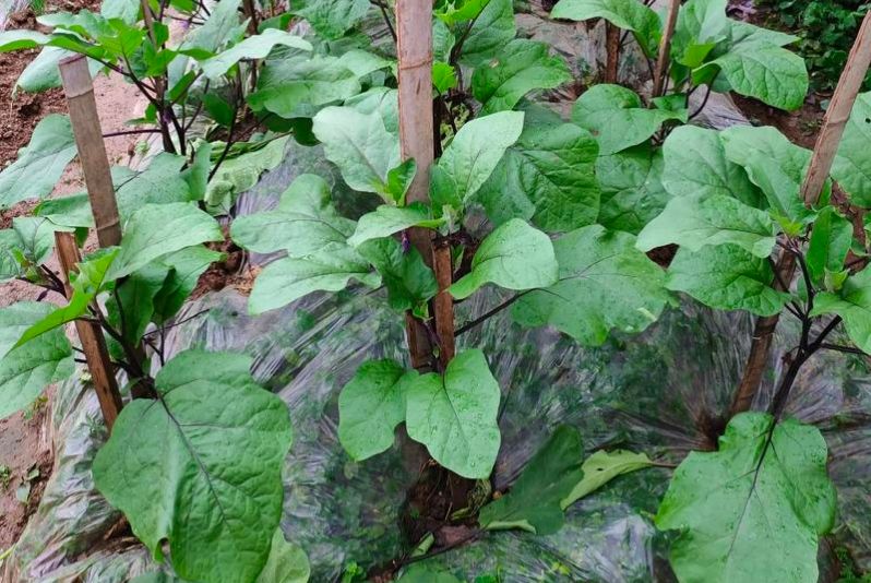 四季小香葱的种植方法
