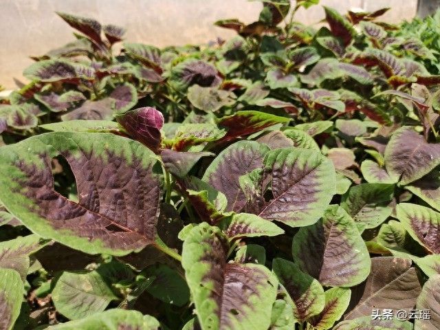 小白菜夏季种植方法
