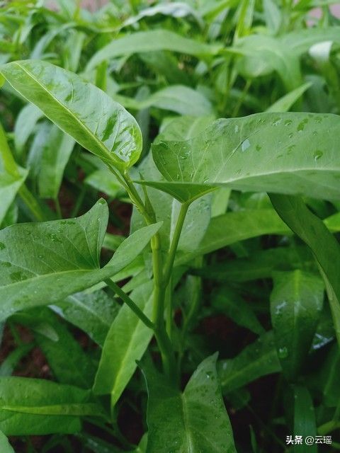 小白菜夏季种植方法
