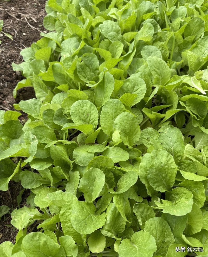 小白菜夏季种植方法