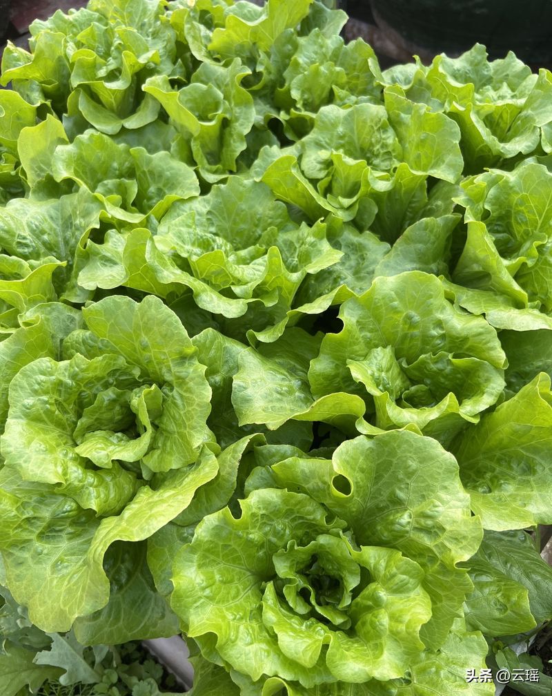 小白菜夏季种植方法