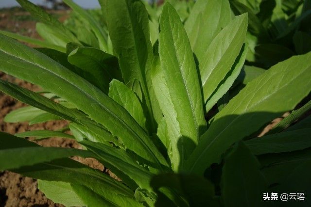 小白菜夏季种植方法