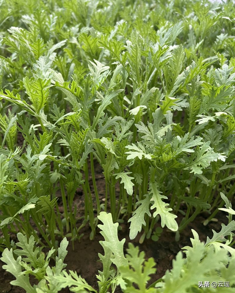 小白菜夏季种植方法