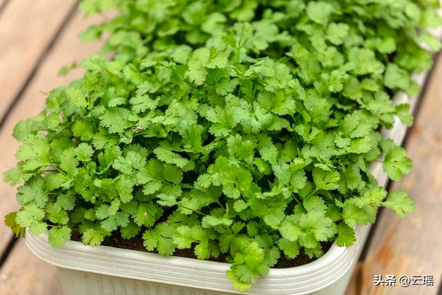小白菜夏季种植方法