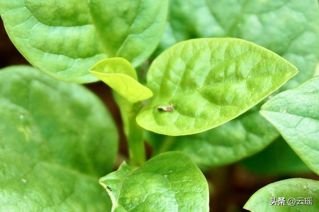 小白菜夏季种植方法