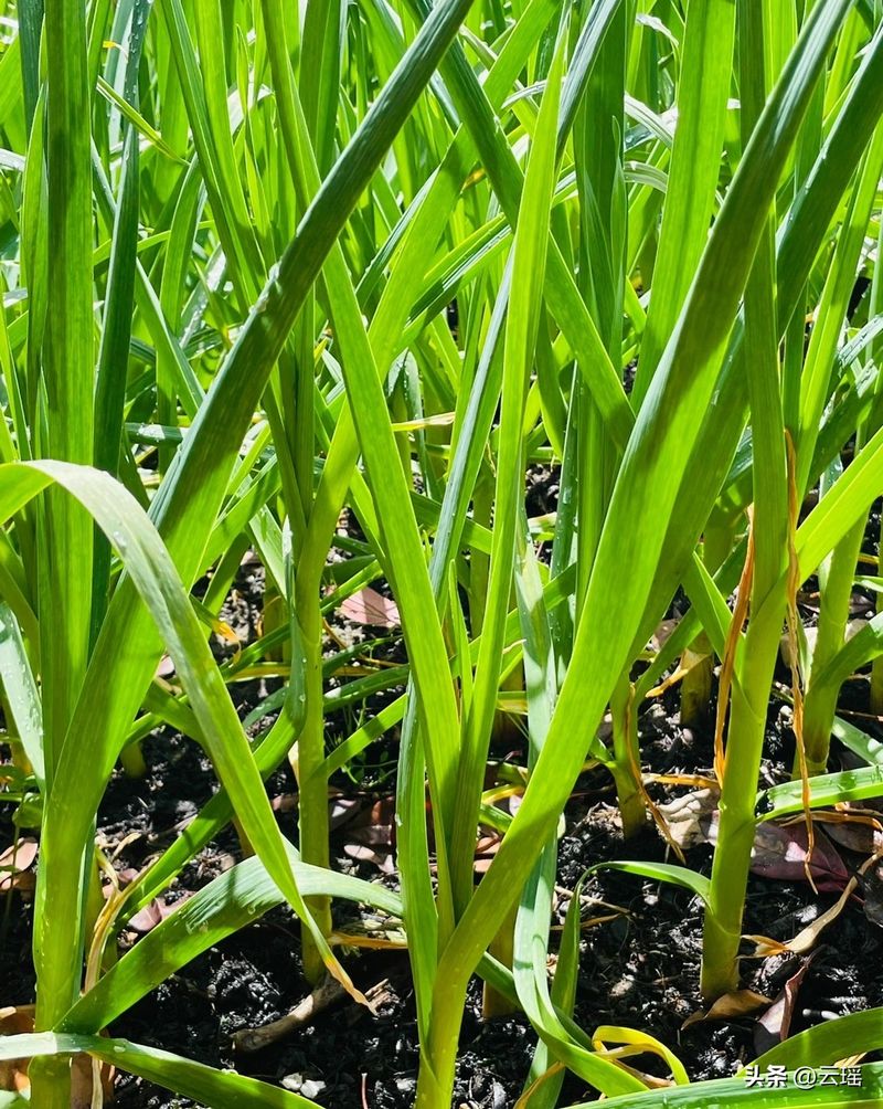 小白菜夏季种植方法