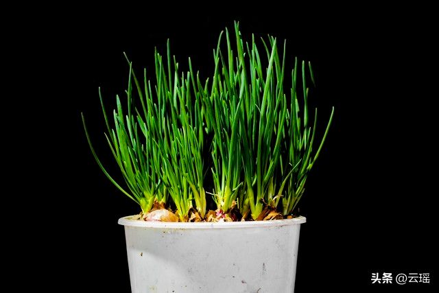 小白菜夏季种植方法