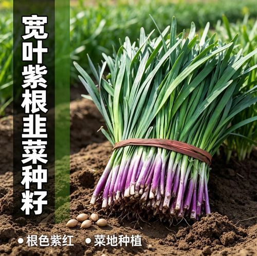 四季小香葱的种植方法