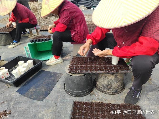 四季小香葱的种植方法