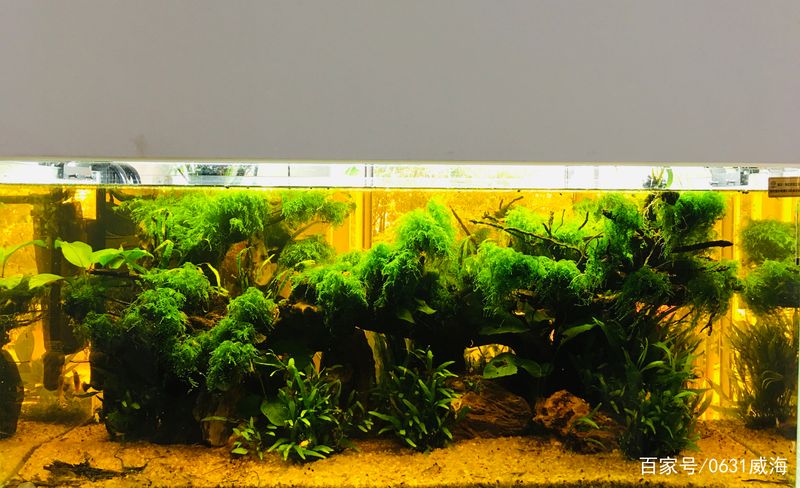 水草莫斯的种植技术