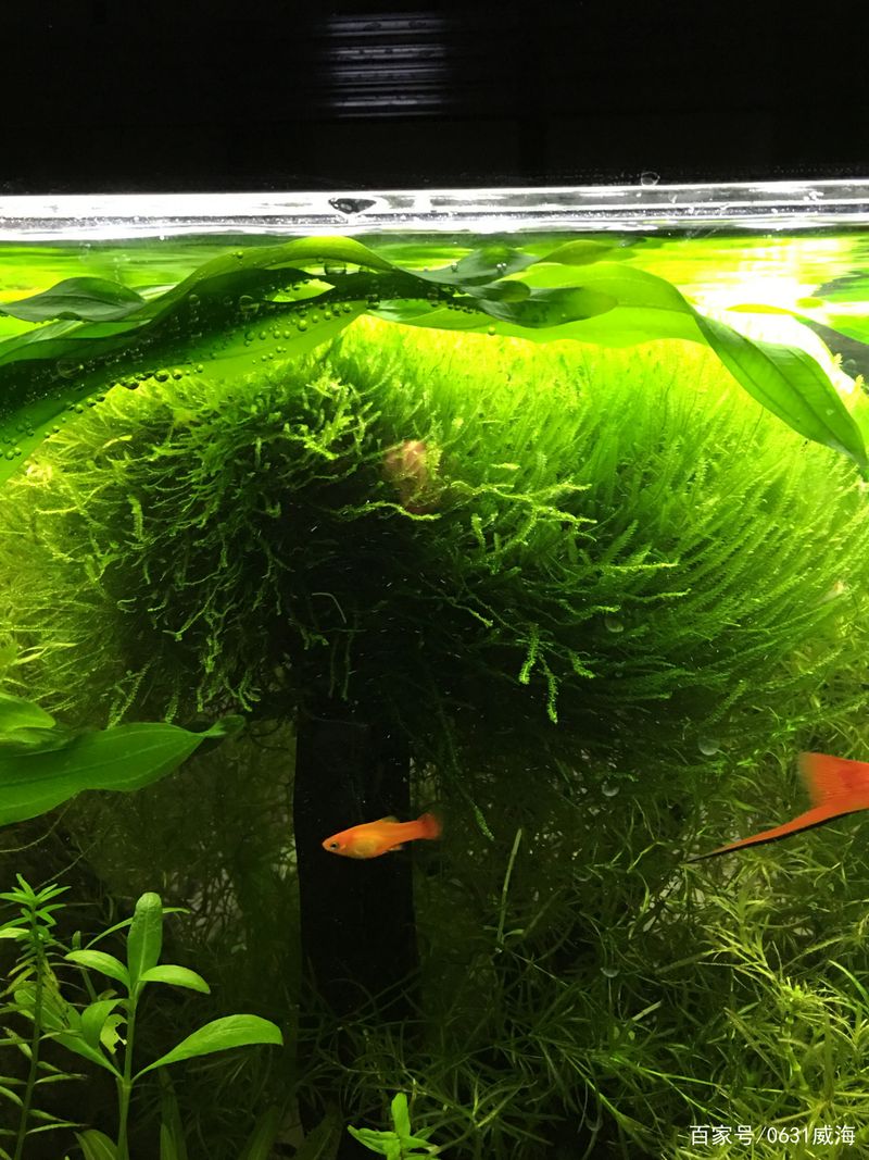 水草莫斯的种植技术