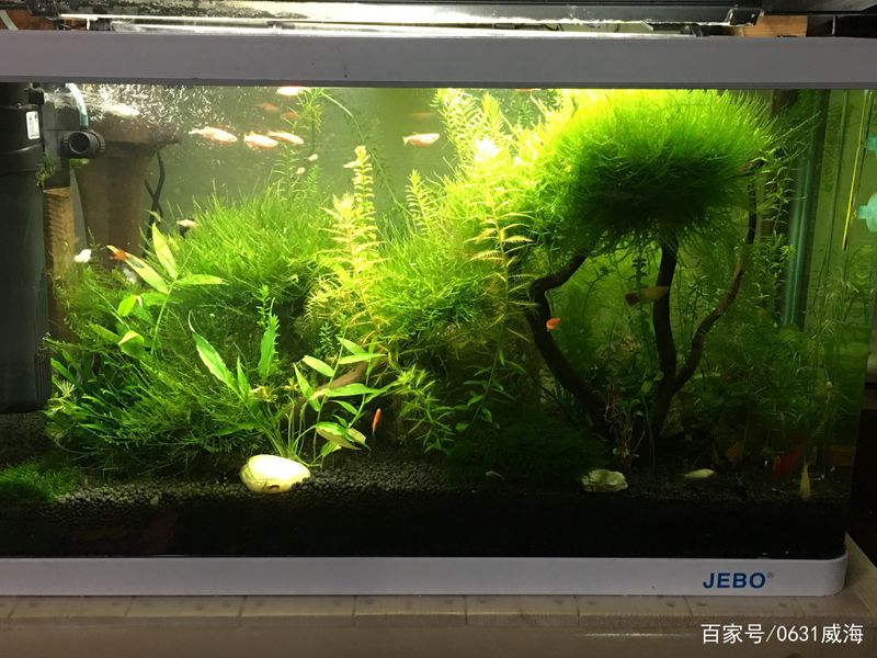 水草莫斯的种植技术