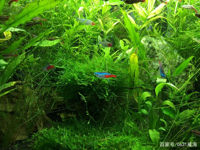 水草莫斯的种植技术