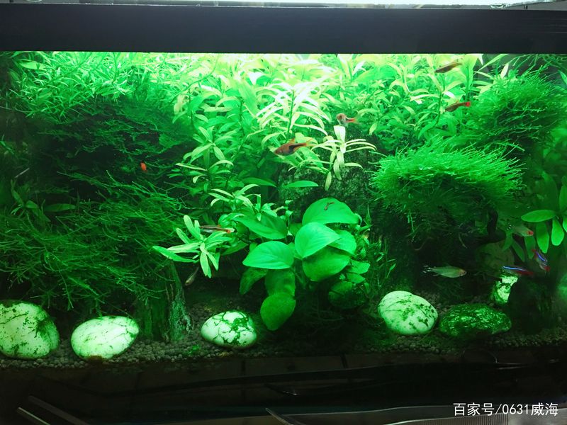 水草莫斯的种植技术