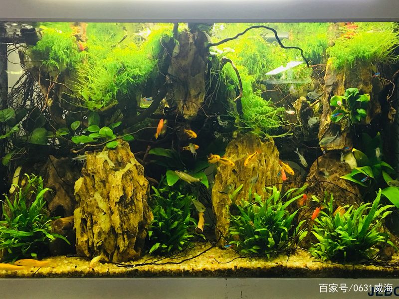 水草莫斯的种植技术