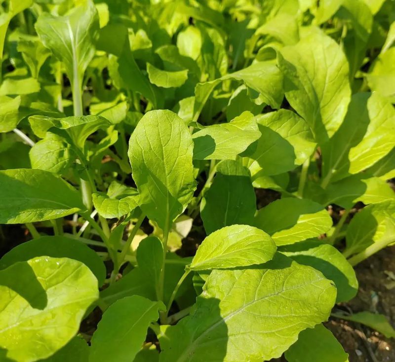 小白菜夏季种植方法