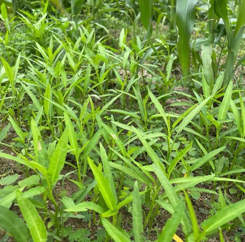 小白菜夏季种植方法
