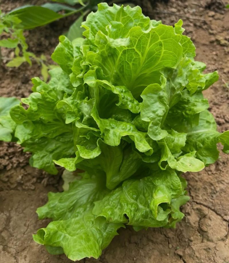 小白菜夏季种植方法
