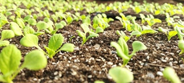 小白菜夏季种植方法