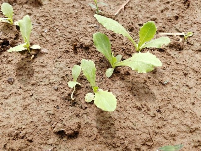 小白菜夏季种植方法