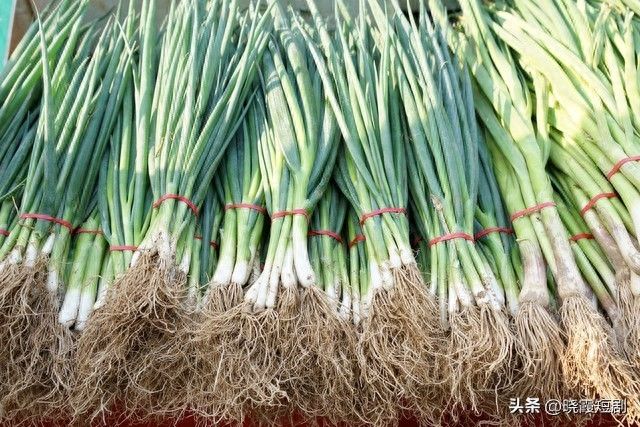 四季小香葱的种植方法