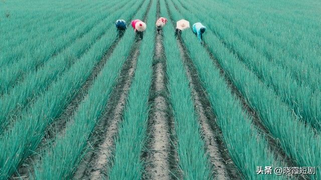 四季小香葱的种植方法