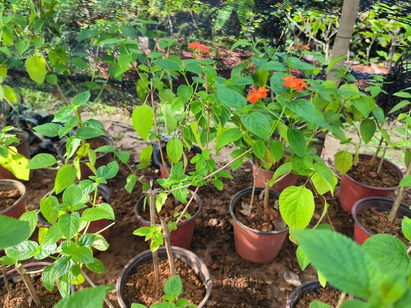 种子盆栽种植方法图片