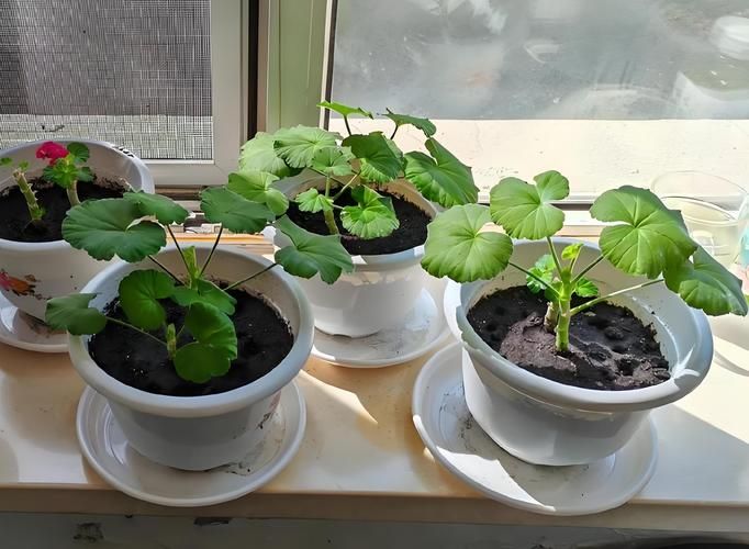 种子盆栽种植方法图片