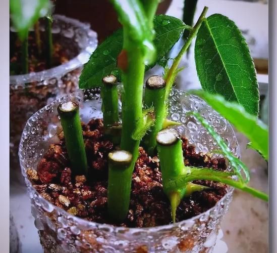 种子盆栽种植方法图片
