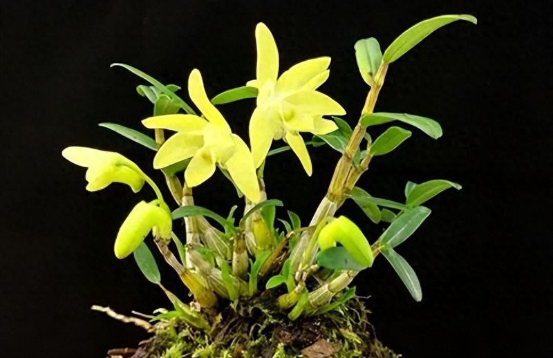 盆栽铁皮石斛家庭种植方法如下