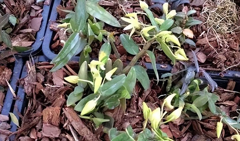 盆栽铁皮石斛家庭种植方法如下