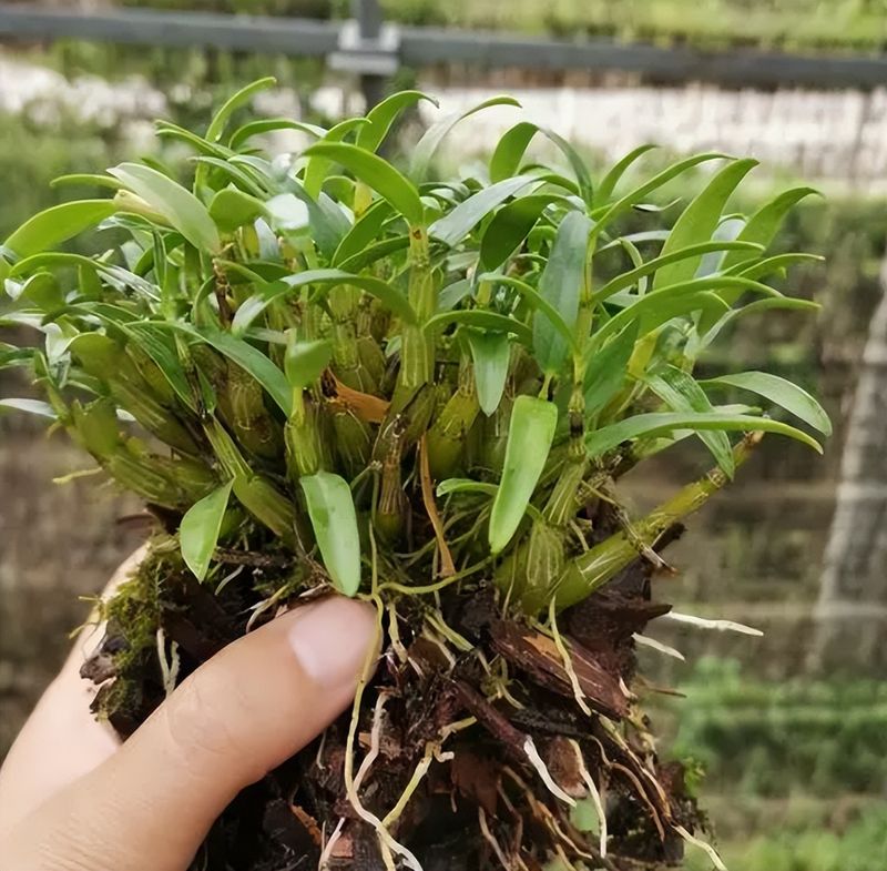 盆栽铁皮石斛家庭种植方法如下