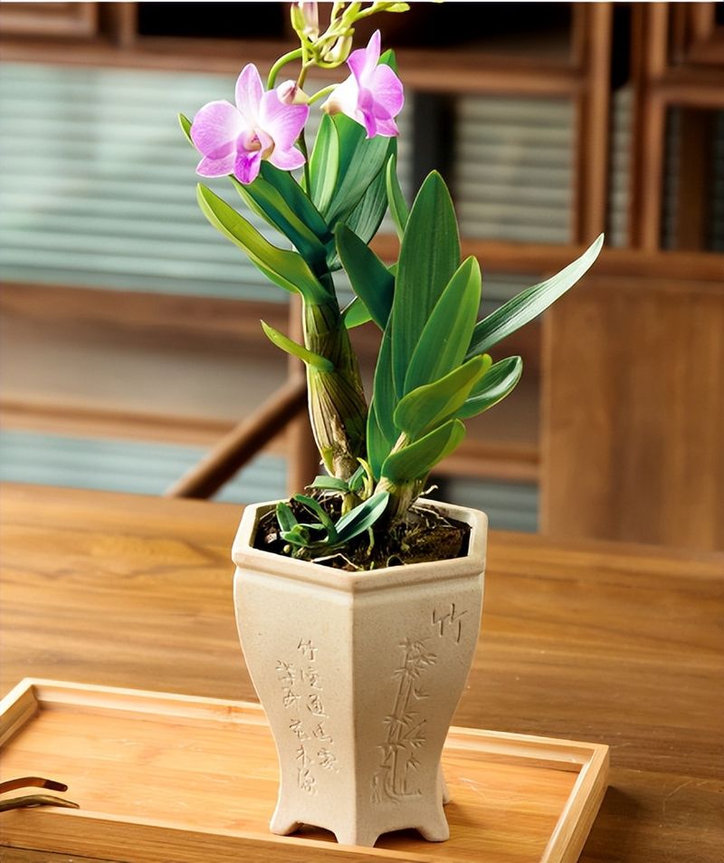 盆栽铁皮石斛家庭种植方法如下