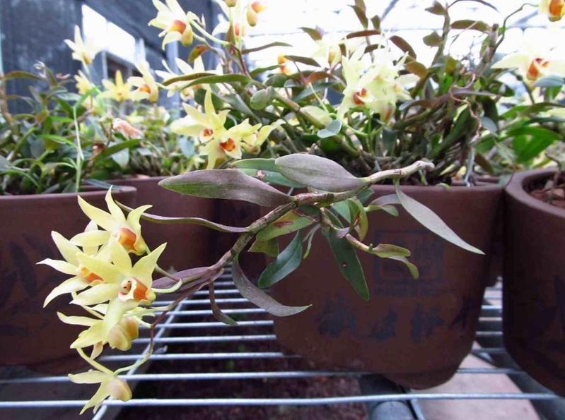 盆栽铁皮石斛家庭种植方法如下