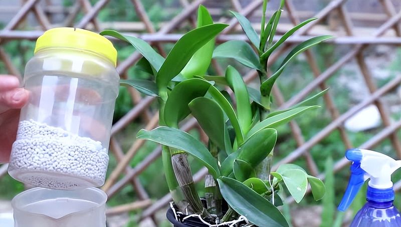 盆栽铁皮石斛家庭种植方法如下