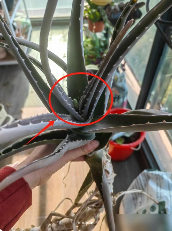 阳台盆栽葡萄的种植方法