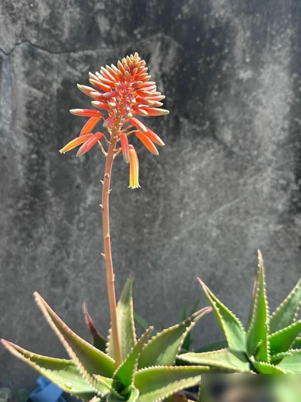 阳台盆栽葡萄的种植方法