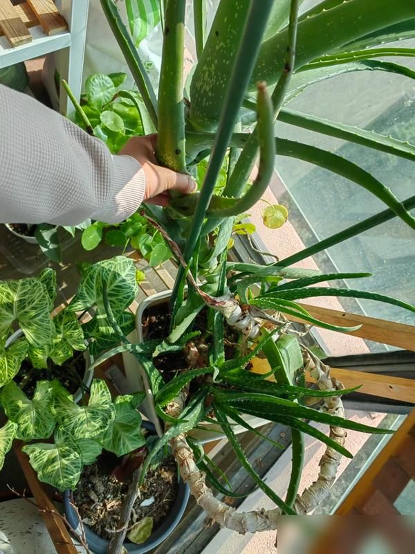 阳台盆栽葡萄的种植方法