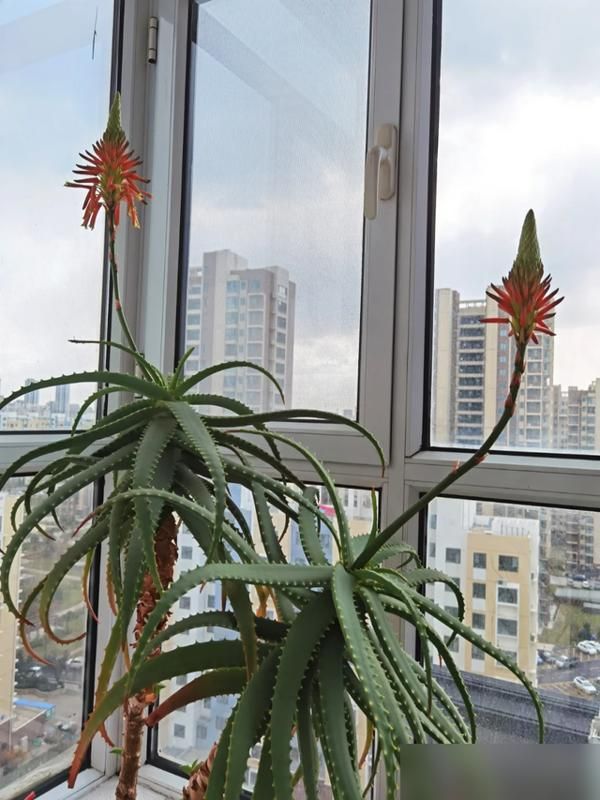 阳台盆栽葡萄的种植方法